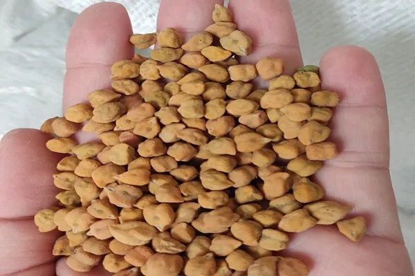 بهترین مزایای نخود کرمانشاه + قیمت خرید عالی